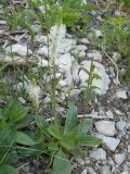Plantago media