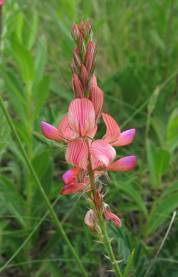 Image of Onobrychis arenaria specimen.