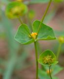 Euphorbia praecox
