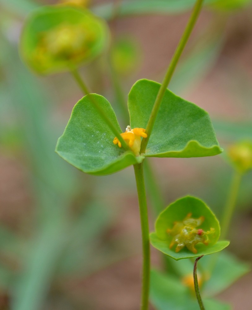 Изображение особи Euphorbia praecox.