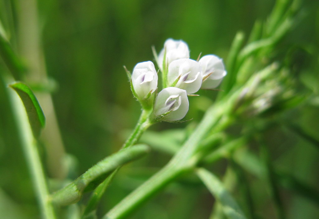 Image of Vicia hirsuta specimen.