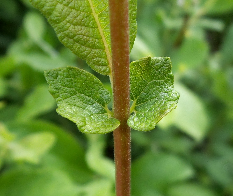Image of Salix aurita specimen.