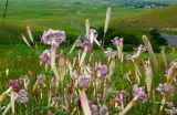Silene chlorifolia