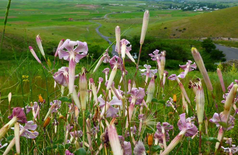 Изображение особи Silene chlorifolia.