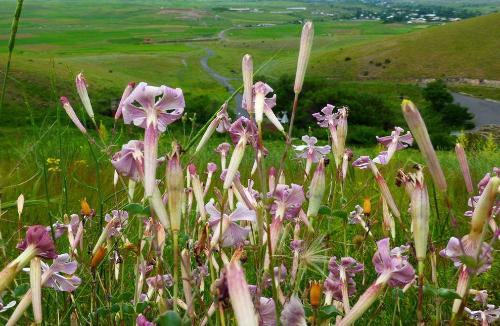 Image of Silene chlorifolia specimen.