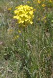 Erysimum cuspidatum