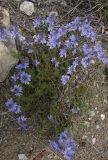 Veronica capsellicarpa