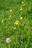 Ranunculus acris. Верхушка цветущего растения. Санкт-Петербург, пустырь. 2 июня 2009 г.