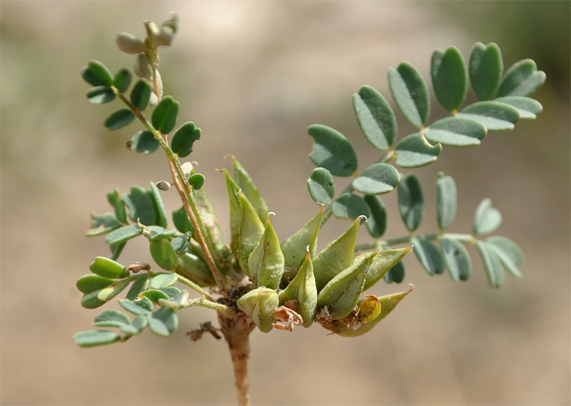 Изображение особи Astragalus ammophilus.