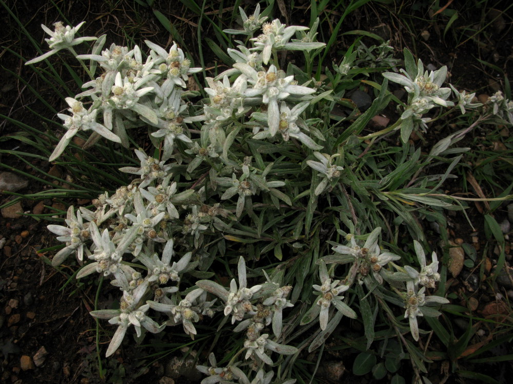 Image of Leontopodium fedtschenkoanum specimen.