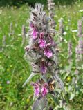 Stachys germanica