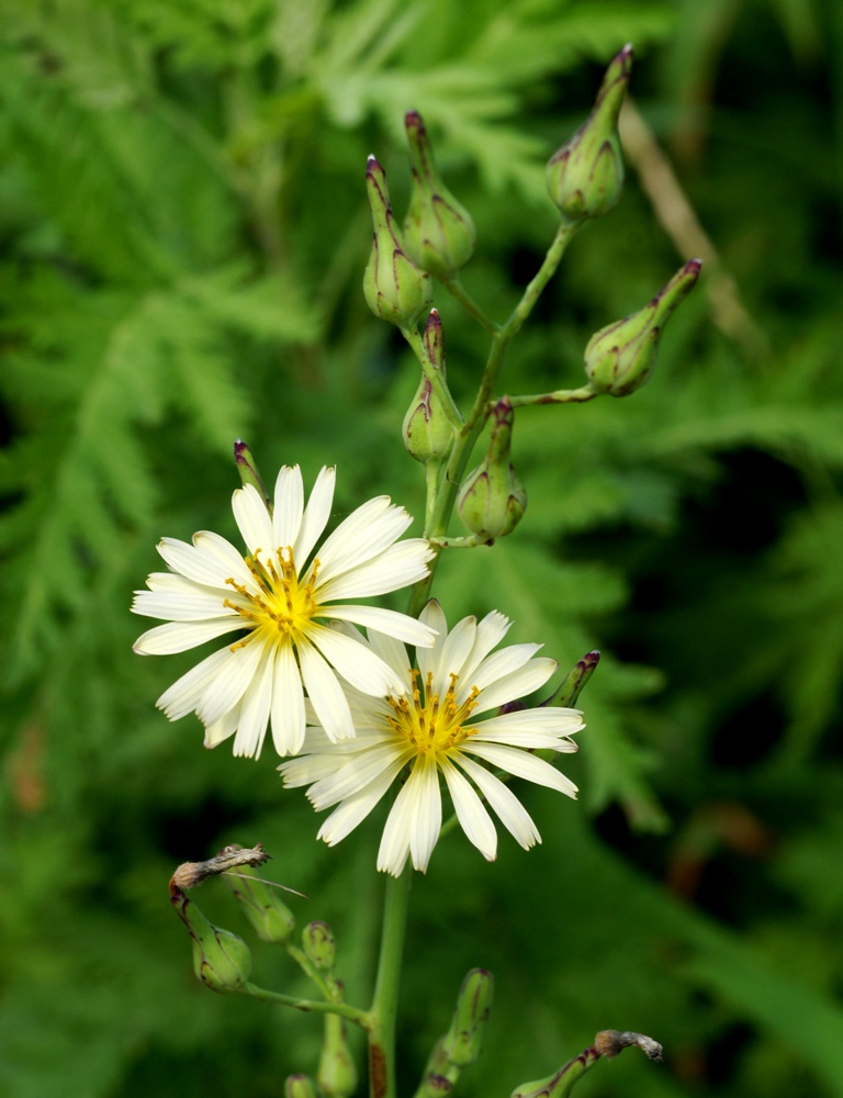 Изображение особи Lactuca indica.