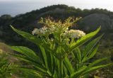 Sambucus ebulus