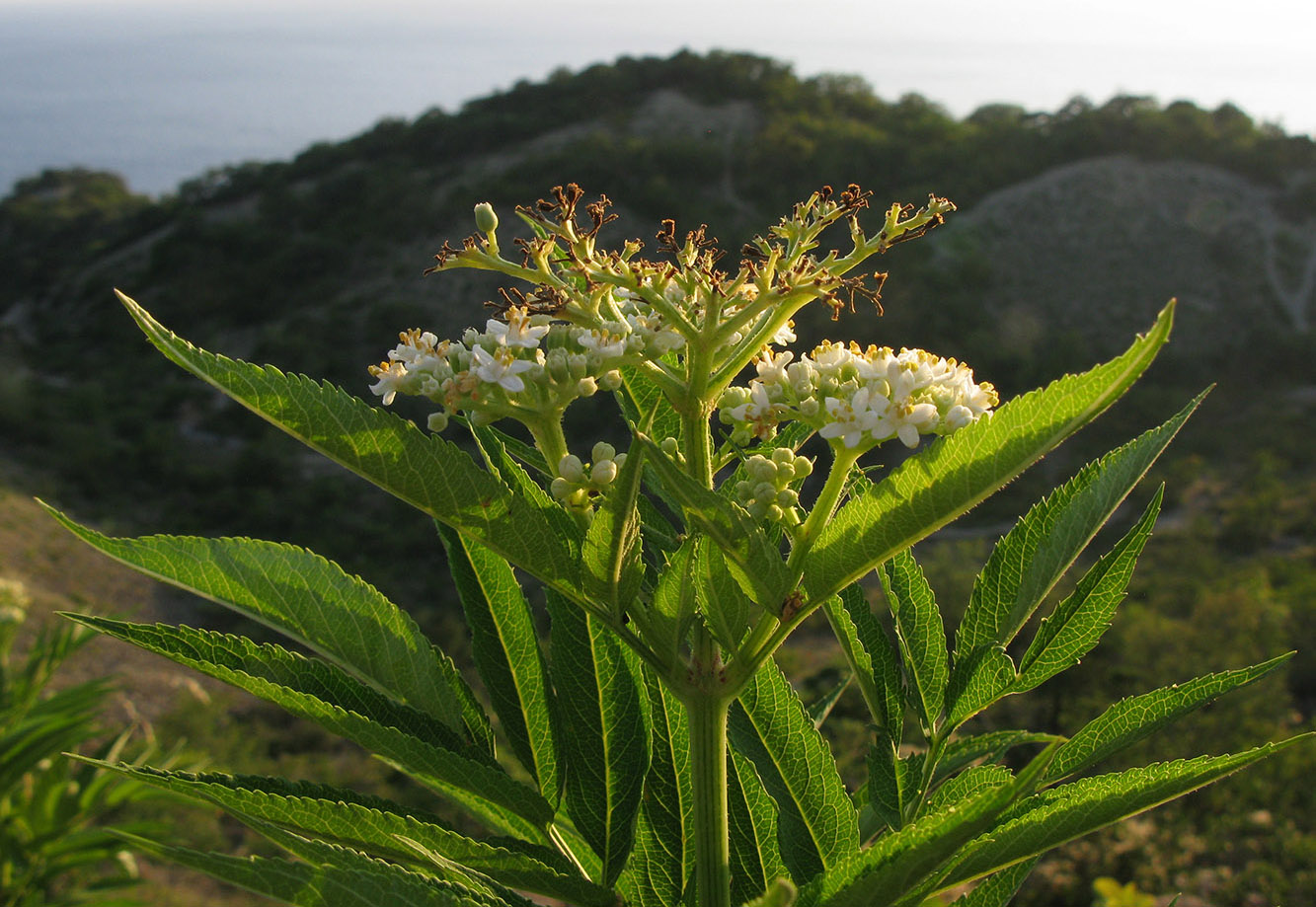 Изображение особи Sambucus ebulus.