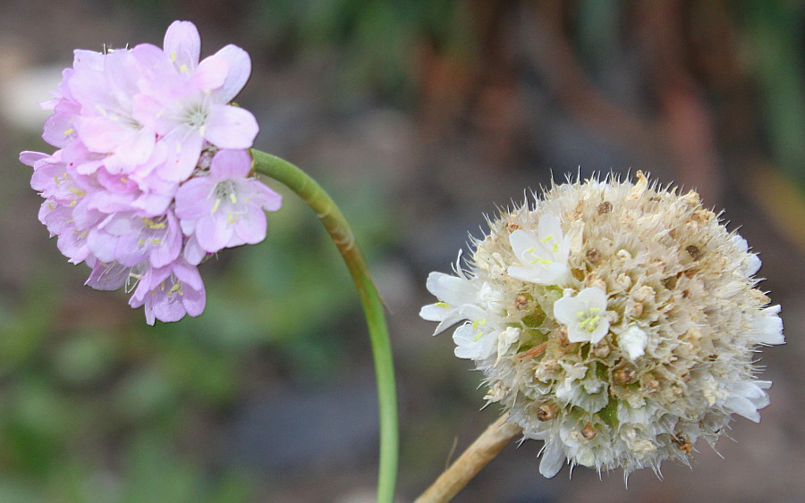 Image of Armeria rhodopea specimen.
