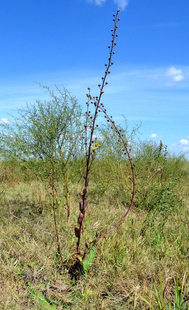 Изображение особи Verbascum blattaria.