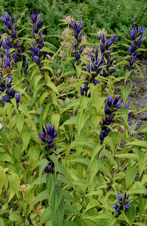 Image of Gentiana asclepiadea specimen.