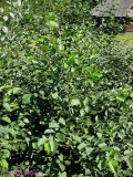 Alnus × pubescens. Верхушка кроны молодого растения (в верхнем левом углу - Alnus incana). Украина, Ивано-Франковская обл., Косовский р-н, с. Шешоры, НПП \"Гуцульщина\", р. Коровьяк. 7 сентября 2013 г.