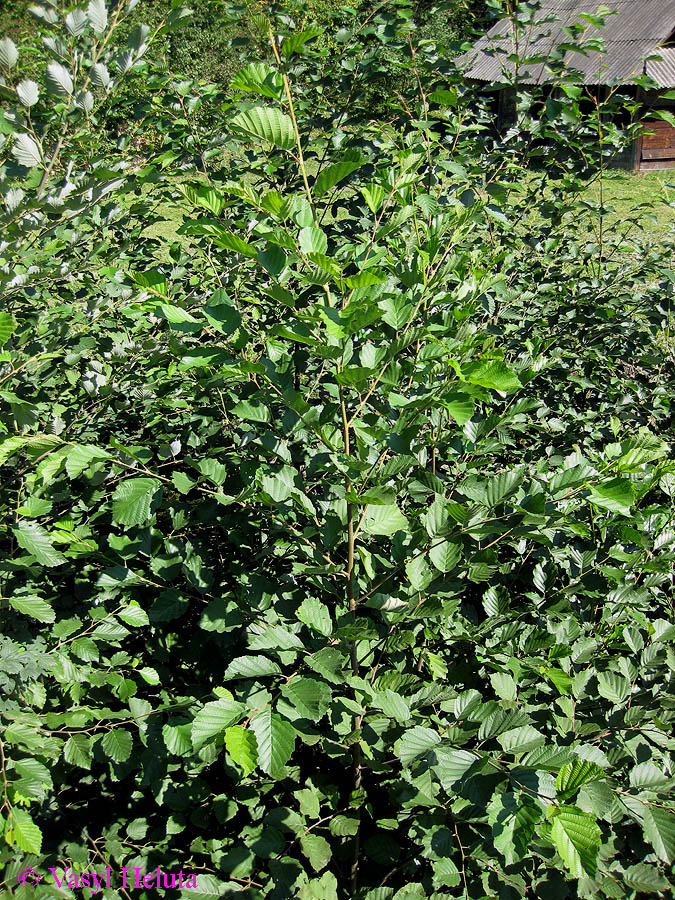 Image of Alnus &times; pubescens specimen.