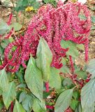 Amaranthus cruentus