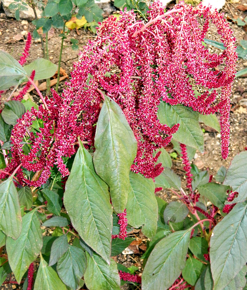 Image of Amaranthus cruentus specimen.