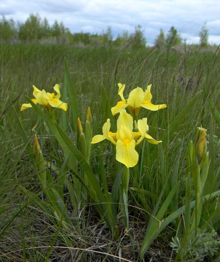 Image of Iris humilis specimen.