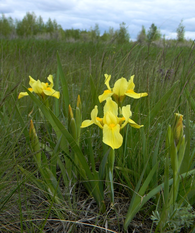 Изображение особи Iris humilis.