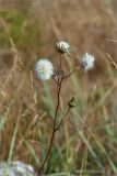 Sonchus arvensis. Верхушка плодоносящего растения. Кольский п-ов, Кандалакшский берег Белого моря, песчаный пляж. 07.08.2013.