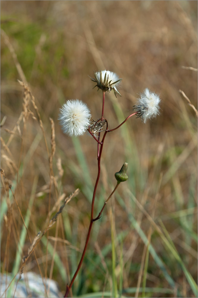 Изображение особи Sonchus arvensis.