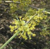 Cornus mas