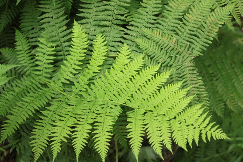 Изображение особи Athyrium monomachii.