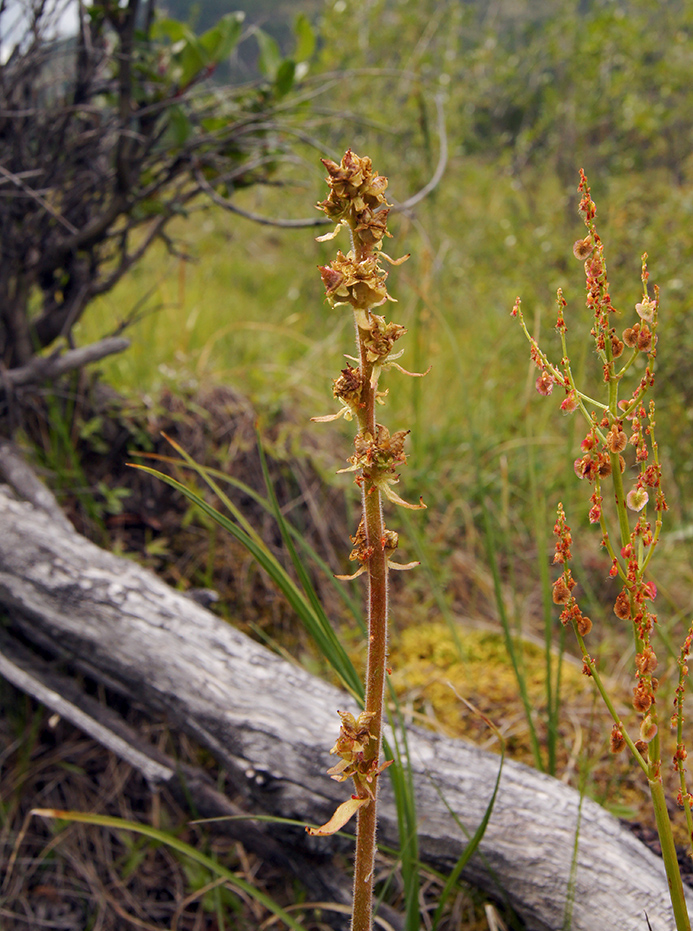 Image of Micranthes hieraciifolia specimen.