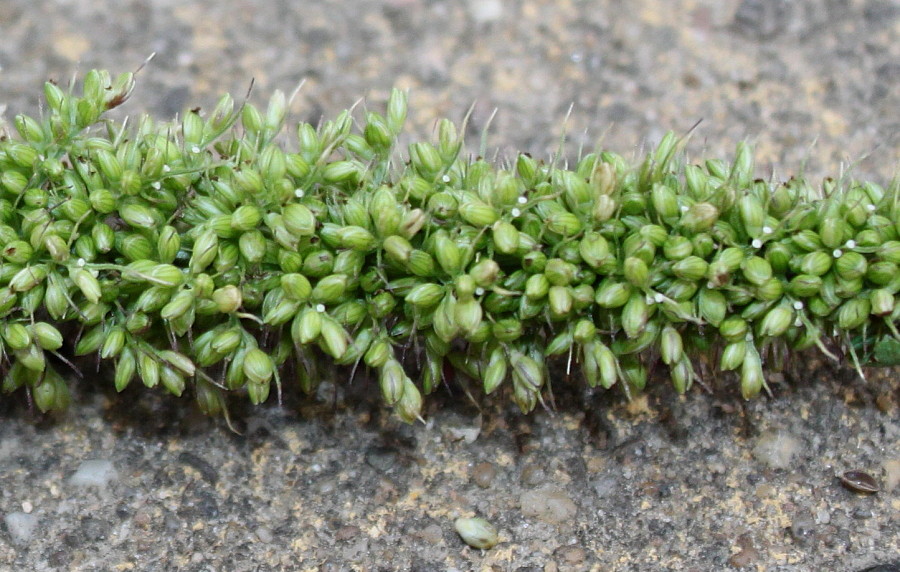 Изображение особи Setaria verticillata.