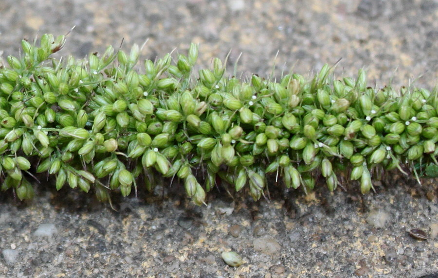 Image of Setaria verticillata specimen.