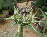 Cynara scolymus