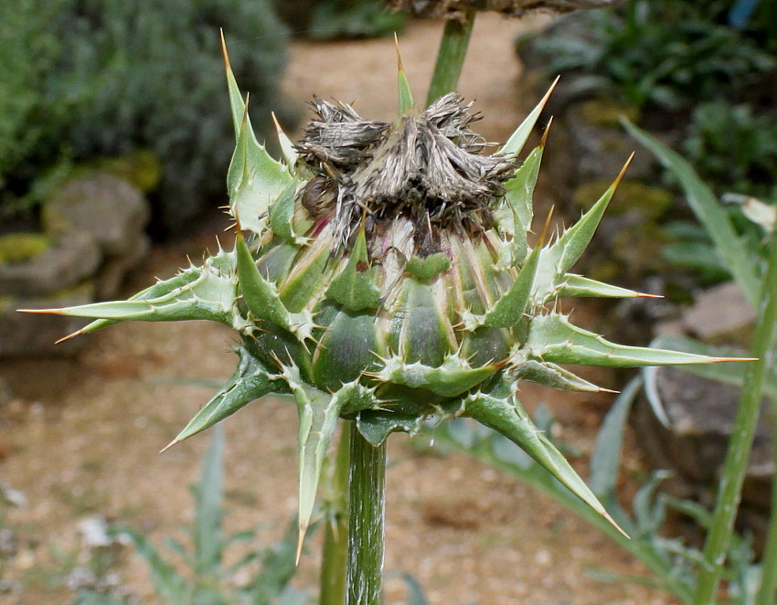 Изображение особи Cynara scolymus.