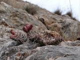 Opuntia разновидность camanchica