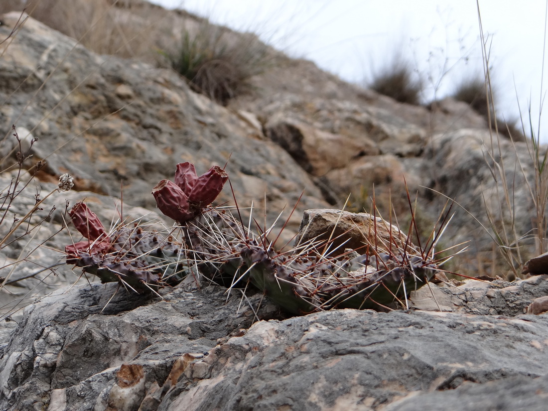 Изображение особи Opuntia phaeacantha var. camanchica.