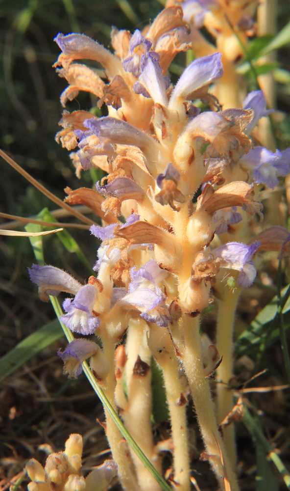 Image of Phelipanche ramosa specimen.
