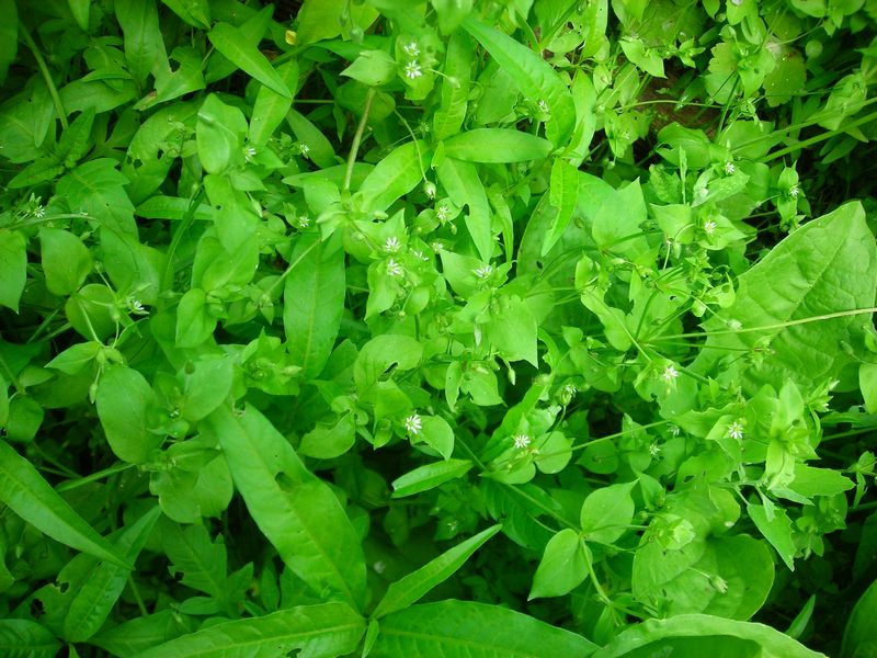 Image of Stellaria media specimen.