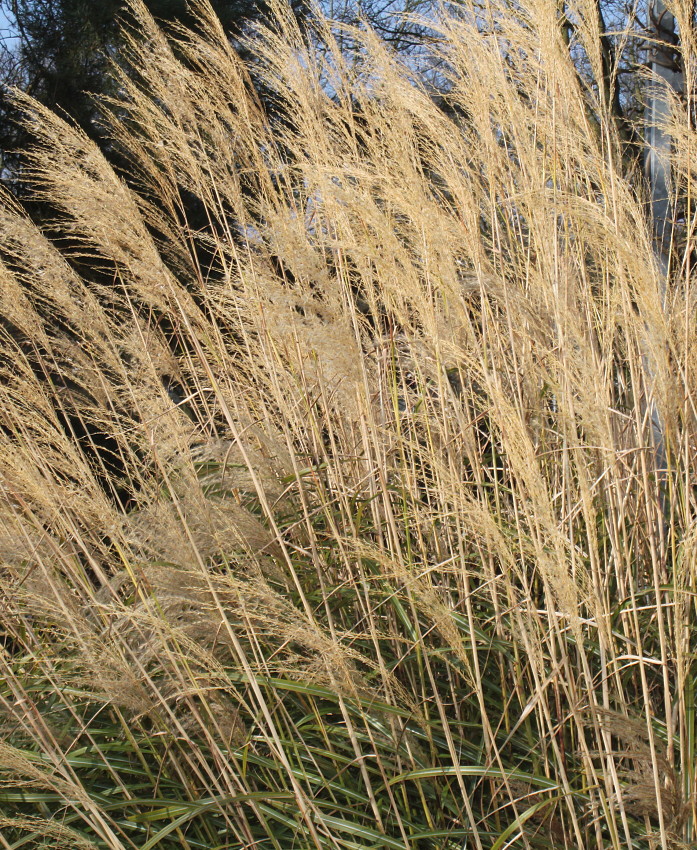 Изображение особи Miscanthus sinensis.