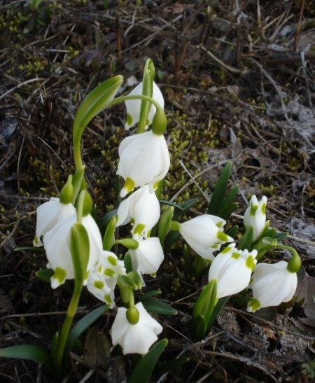 Изображение особи Leucojum vernum.