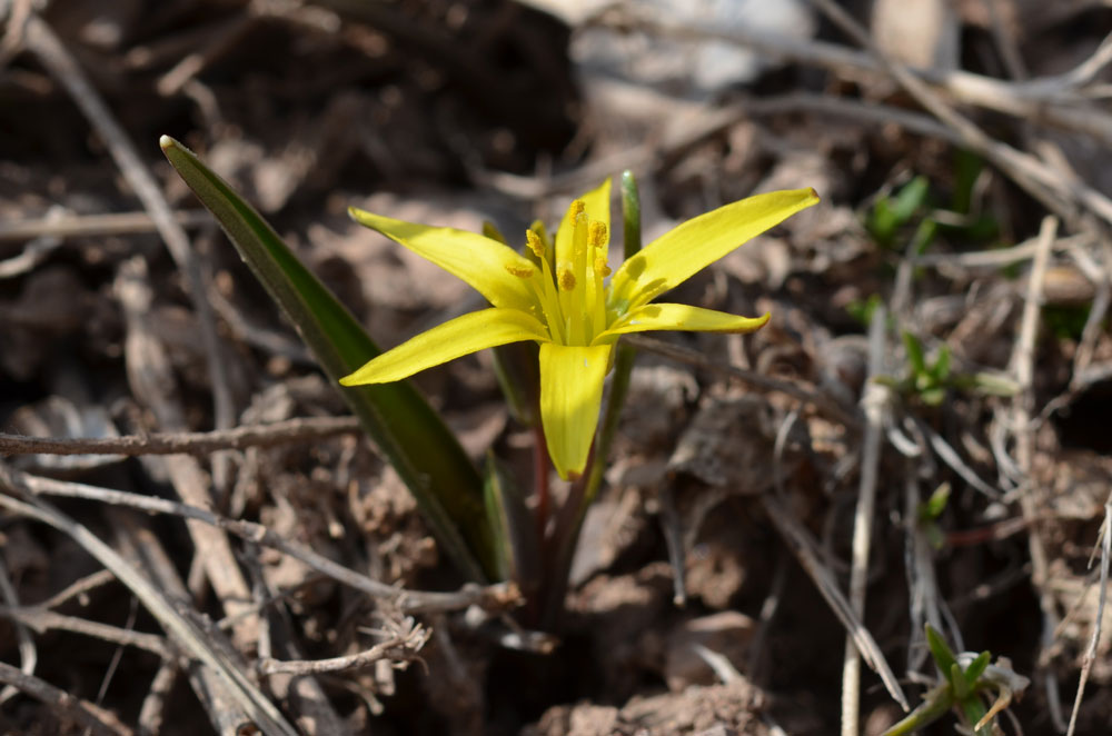 Image of Gagea turkestanica specimen.