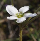 Image of taxon representative. Author is Роланд Цандекидис