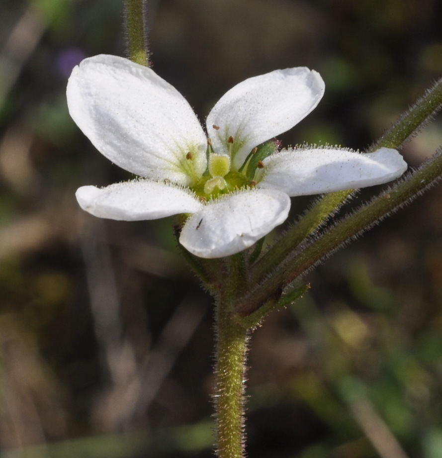 Image of Saxifraga carpetana ssp. graeca specimen.