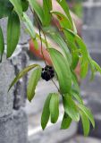 Smilax lanceifolia. Верхушка побега с соплодием. Таиланд, остров Пханган. 22.06.2013.