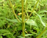 Rhinanthus vernalis. Часть побега. Хабаровский край, Ванинский р-н, окр. пос. Высокогорный, разнотравный луг. 04.08.2013.