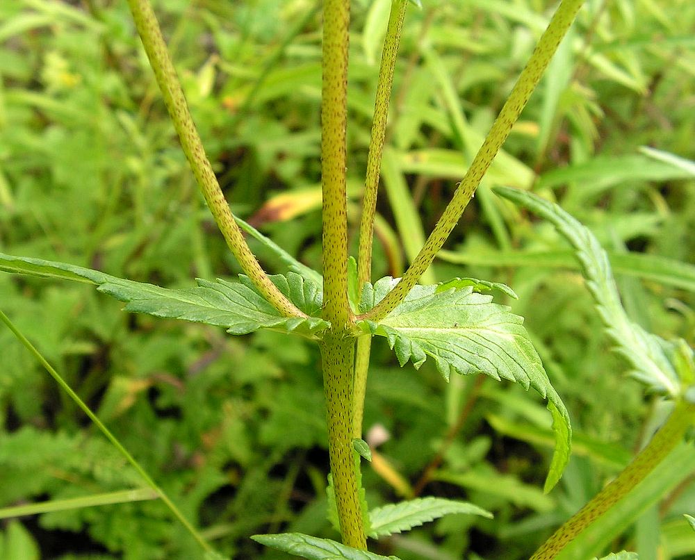 Изображение особи Rhinanthus vernalis.