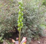 Cardiocrinum cordatum