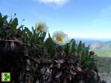 Dryas caucasica